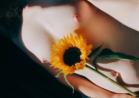 Wetsunflowers