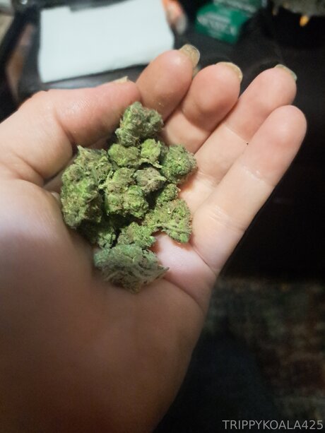 Trippykoala425