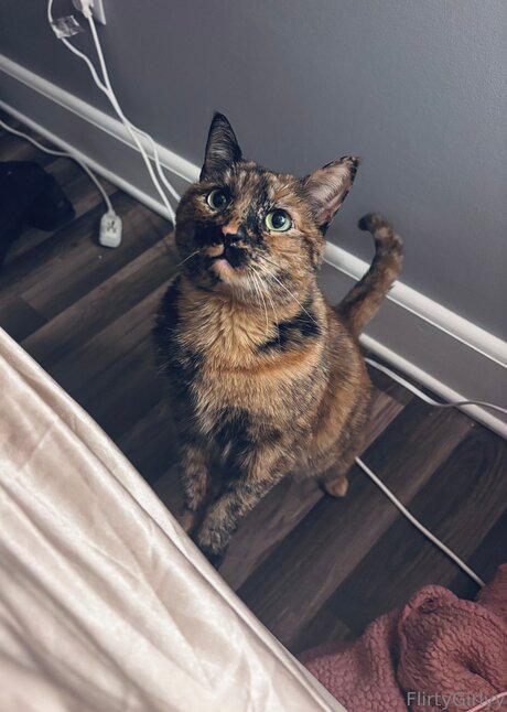 Bellathecat