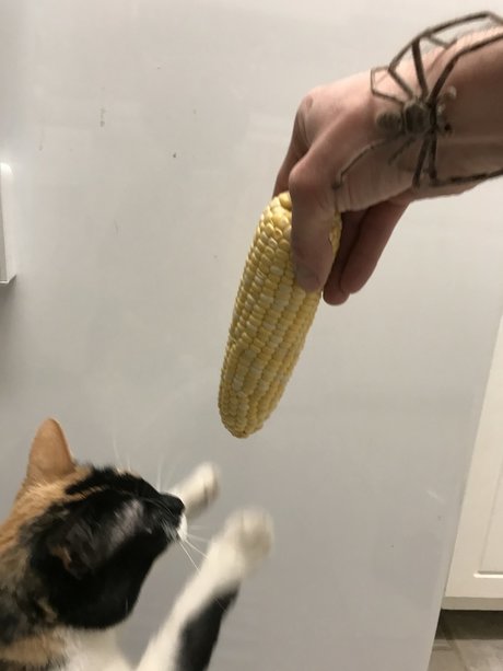 Nacktes geleaktes OnlyFans-Foto von Nokittymycreamedcorn