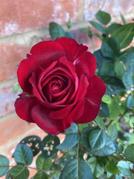 Nacktes geleaktes OnlyFans-Foto von Gardeningtips