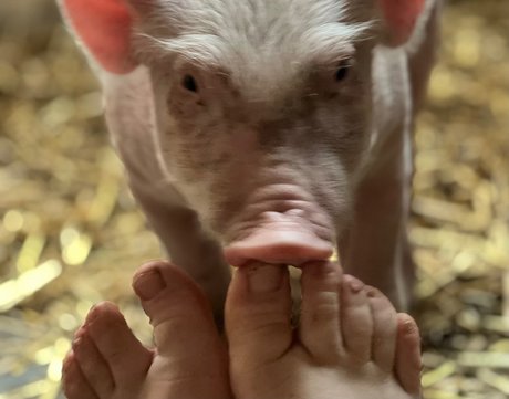 Nacktes geleaktes OnlyFans-Foto von Dutchfarmgirl