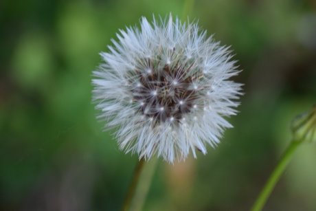 Nacktes geleaktes OnlyFans-Foto von Naturedesire