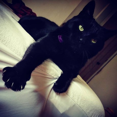 Nekowo
