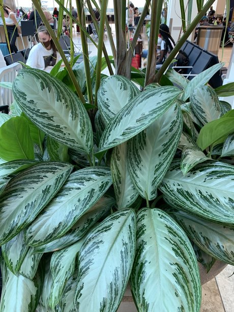 Nacktes geleaktes OnlyFans-Foto von Only Plants