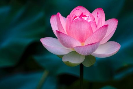 Nacktes geleaktes OnlyFans-Foto von Lotus