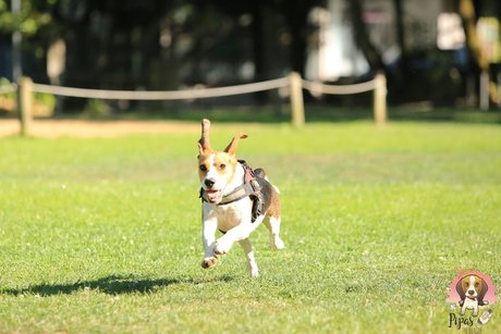 Nacktes geleaktes OnlyFans-Foto von Pipas The Beagle