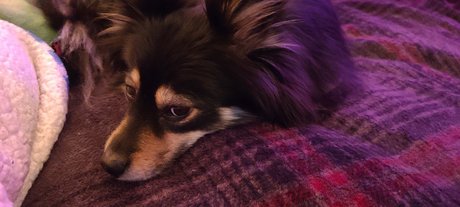 Nacktes geleaktes OnlyFans-Foto von Pomsky Mom