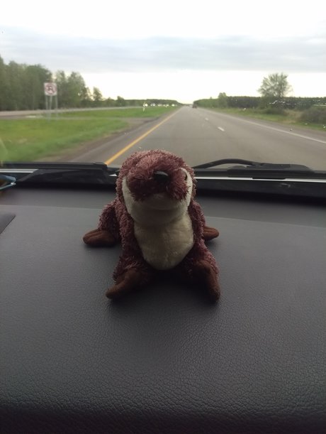 Nacktes geleaktes OnlyFans-Foto von Otter On A Roadtrip
