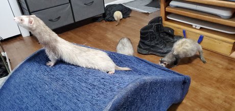 Nacktes geleaktes OnlyFans-Foto von Ferret Fuzz Butts