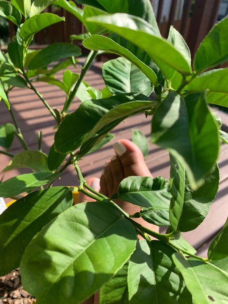 Nacktes geleaktes OnlyFans-Foto von Lyn Red