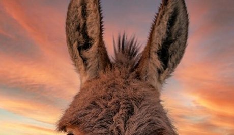 Nacktes geleaktes OnlyFans-Foto von Burro Donkey