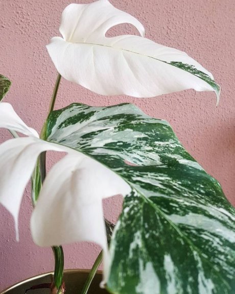 Nacktes geleaktes OnlyFans-Foto von Monstera Mania