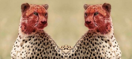 Nacktes geleaktes OnlyFans-Foto von Tatted Cheetah 