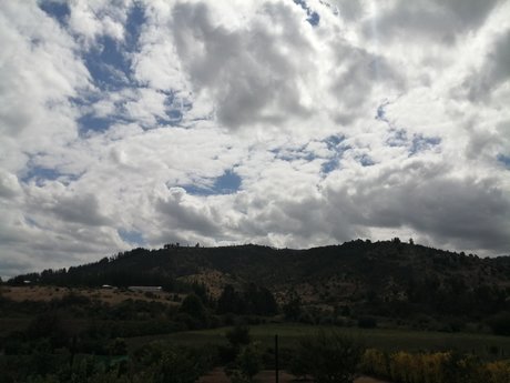 Pando