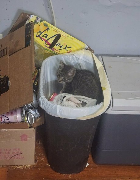 Katcalico