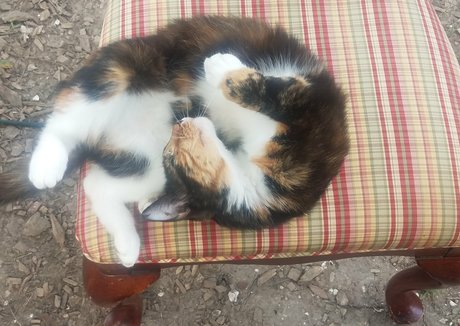 Katcalico