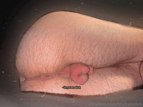 Tinytransdick