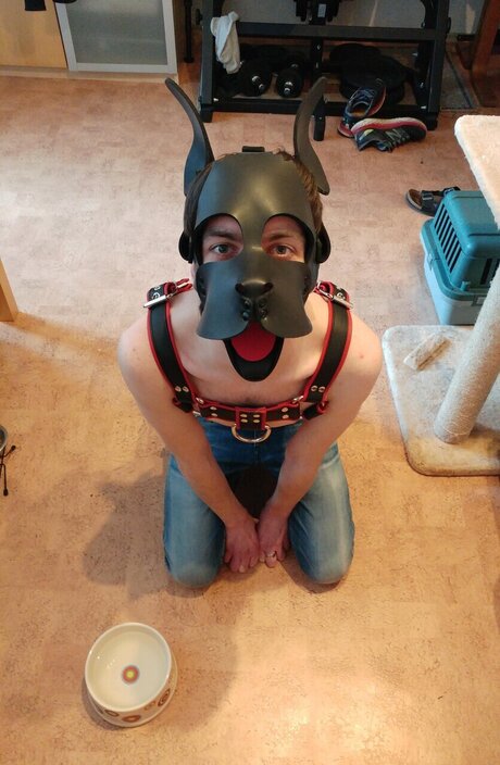 Pupdexi