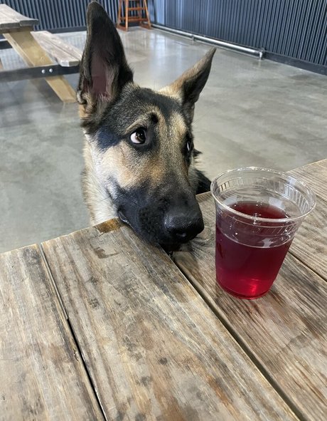 Alishadrinksbeer