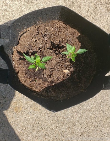Veronikaplants