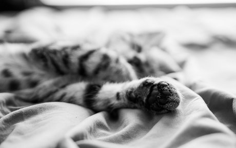 Fosterkittendad