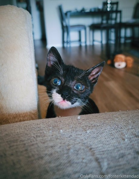 Fosterkittendad