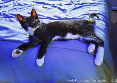 Fosterkittendad
