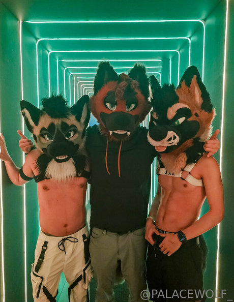 Palacewolf